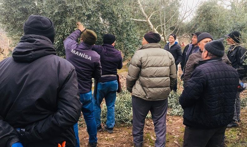 Salihli’de zeytin üreticilerine budama kursu