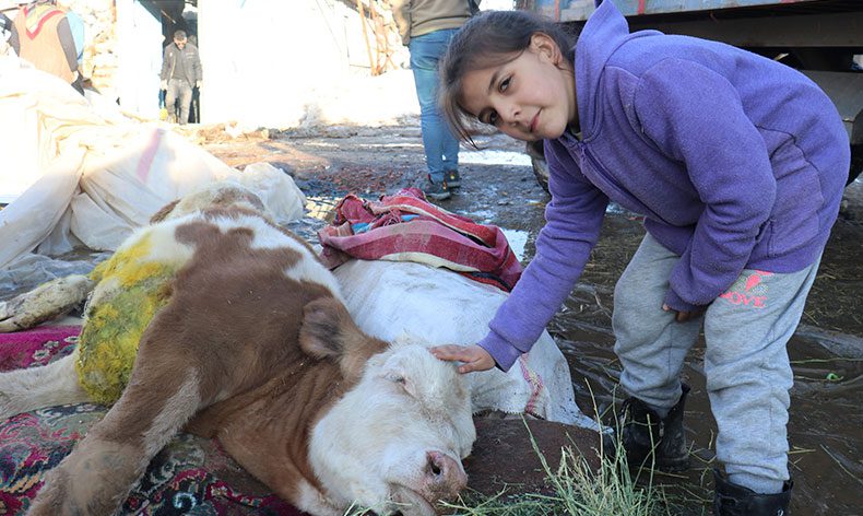 Öldü denilen buzağı sağ kurtarıldı