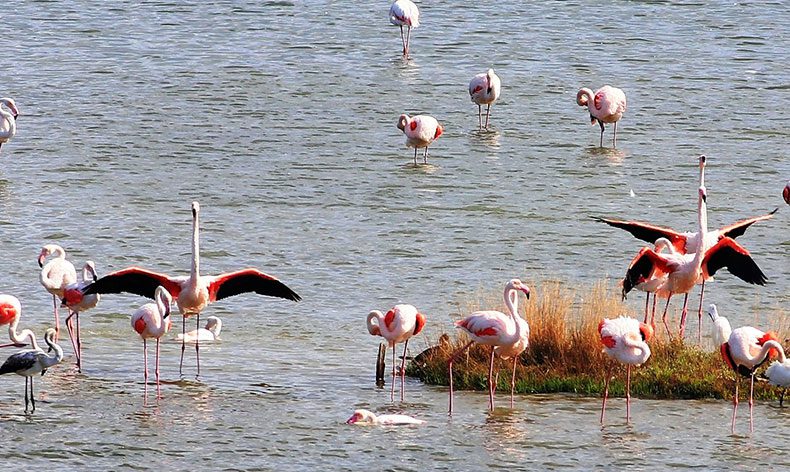 Hersek Lagünü’nde tatil bitti