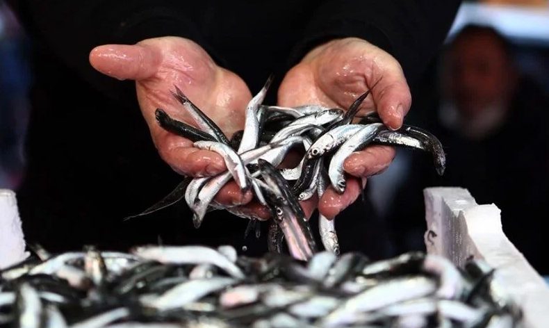 Marmara’da hamsi kirliliğe takıldı