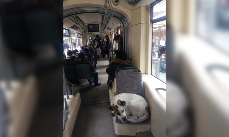 Tramvayda yolculuk ederek soğuktan kaçındılar