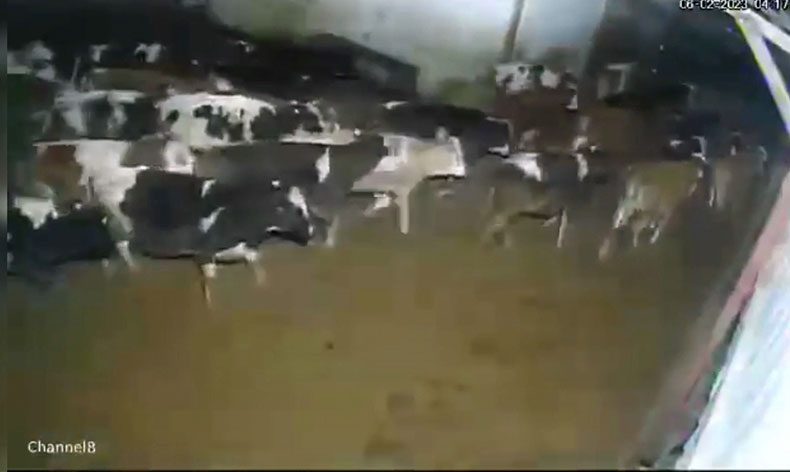 Çiftlik hayvanlarının depreme verdiği tepki