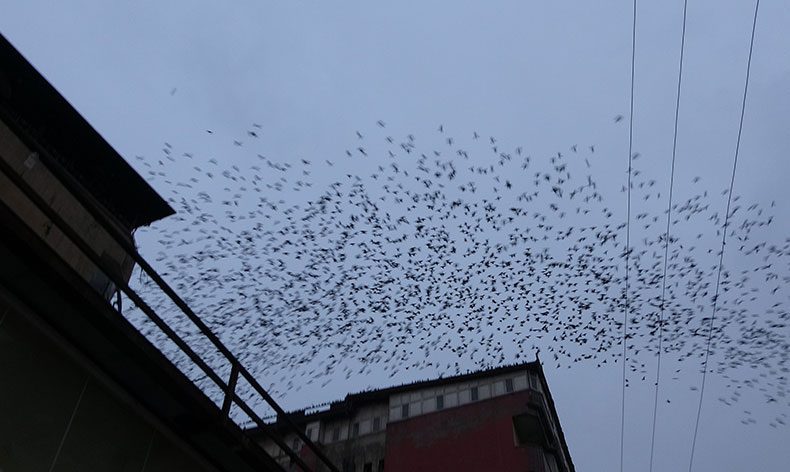 Sığırcık kuşlarının gökyüzündeki dansı
