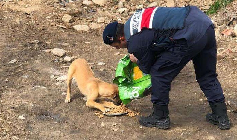 Jandarma sokak hayvanlarını unutmadı