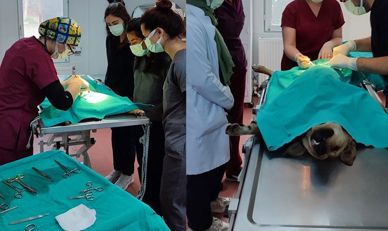 Veteriner fakültesi öğrencilerine uygulamalı eğitim