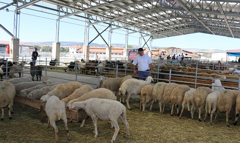 Çorum’da hayvan pazarları kapatıldı