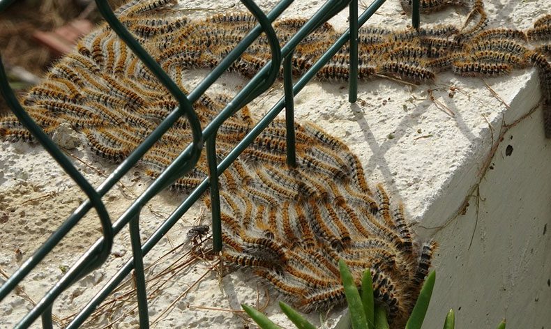 Manavgat’ta çam kese böceği istilası