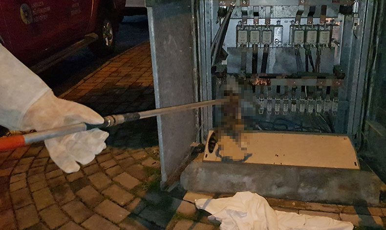 Trafoya giren kedi akıma kapıldı