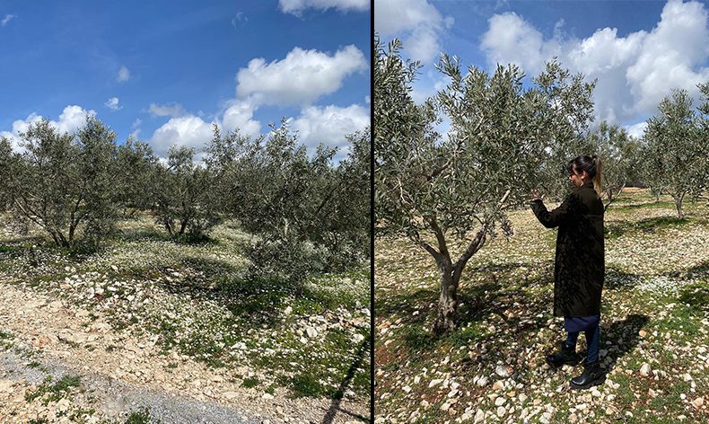 Zeytin bahçeleri denetlendi