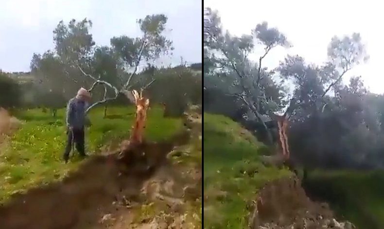 Fay ikiye böldüğü ağacı 10 metre taşıdı