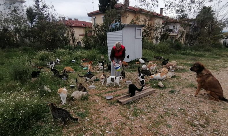 Tek başına 250 kediyi sahiplendi