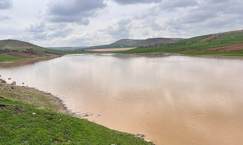 Kuruyan gölette buğday ekti, sağanak biçti