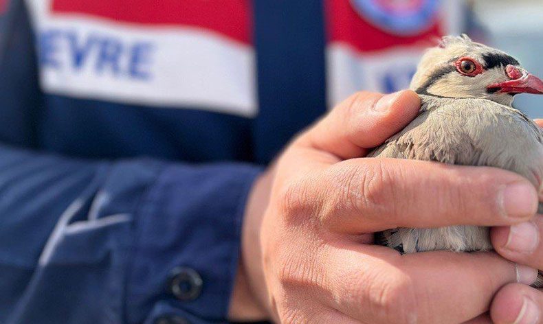 Kınalı kekliğe jandarma koruması