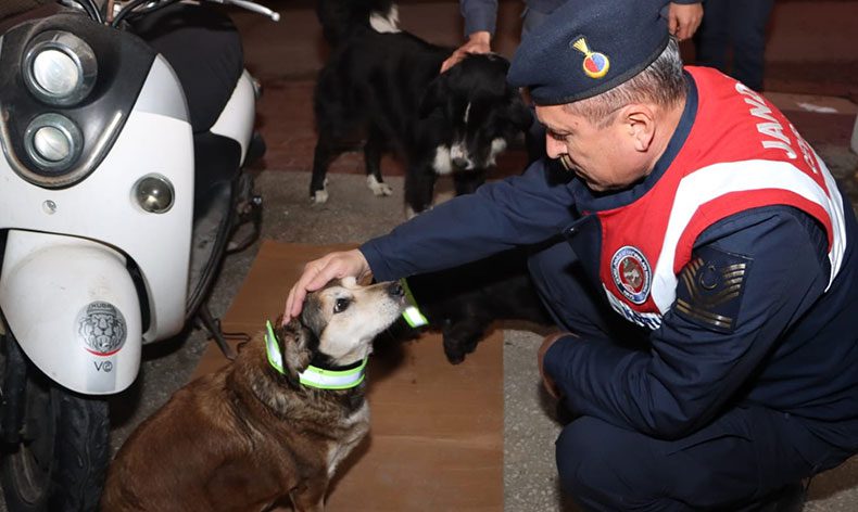Sokak köpeklerine reflektörlü tasma