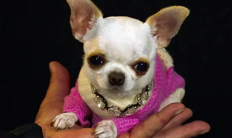 Dünyanın en kısa köpeği Pearl
