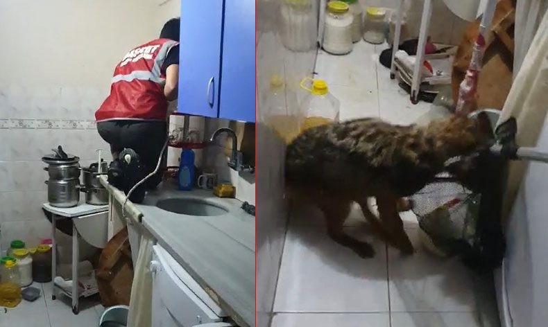 Bursa’da tilki, aileyi 4 saat boyunca rehin aldı