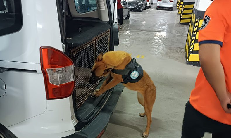 Bomba arama köpeği göreve hazır