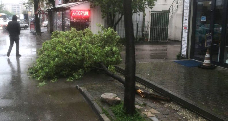 Bursa’da ağaca Yıldırım düştü