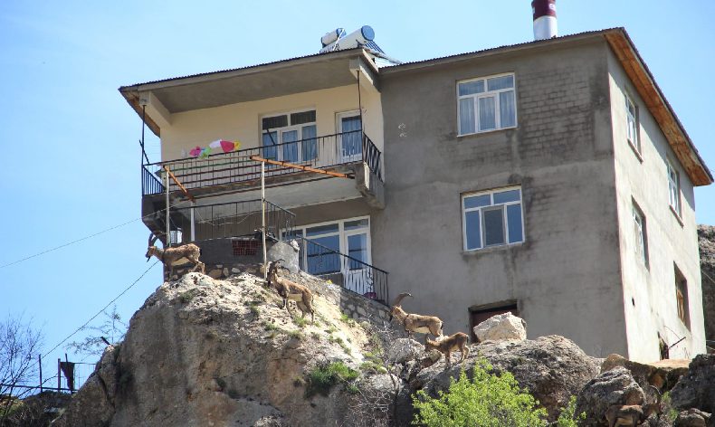 Yaban keçileri ilçeyi mesken tuttu