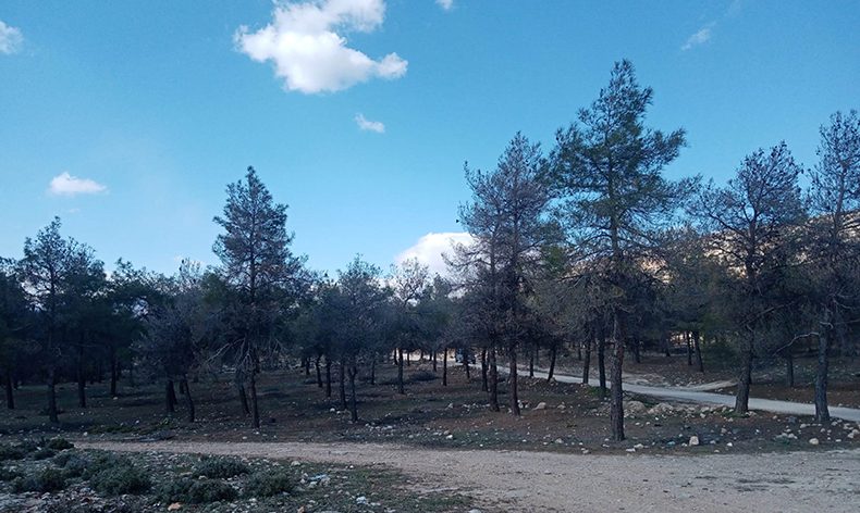 Kızılçam ormanlarında biyolojik mücadele
