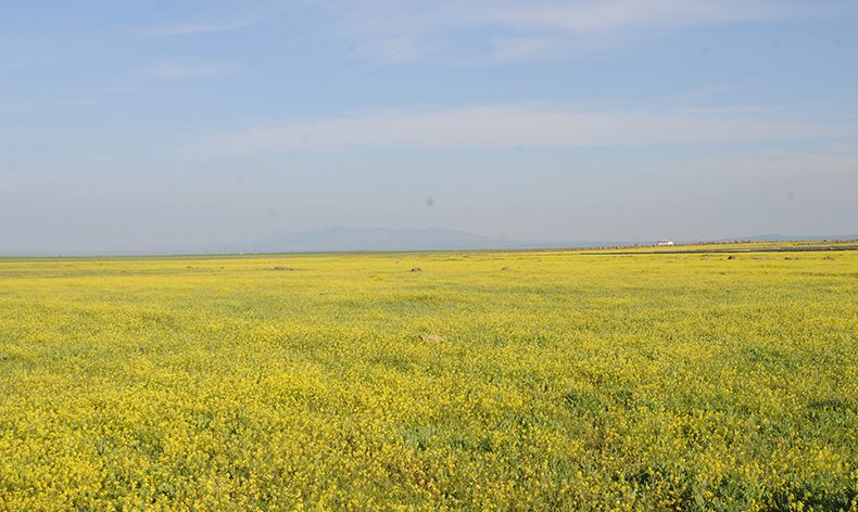 Doğa renk cümbüşüne döndü