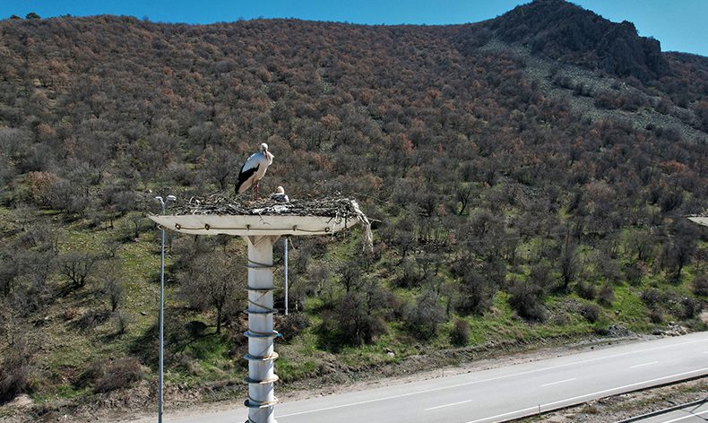 Leylekler, Leylek Oteli’ne ulaştı