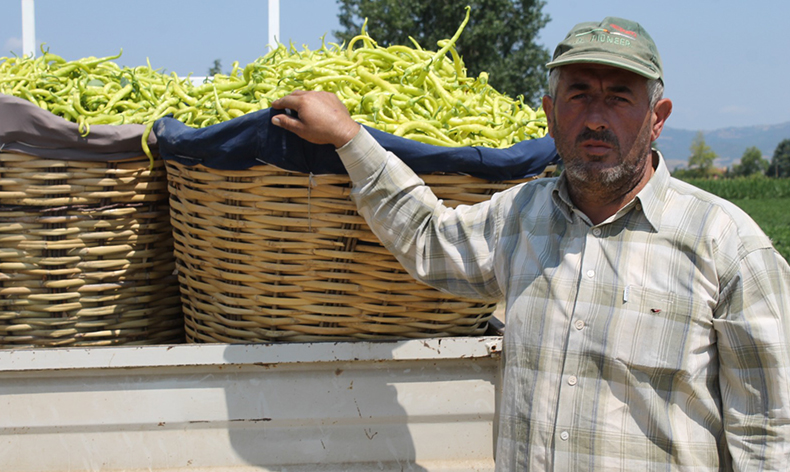 Meşhur Bursa Biberi ekimi
