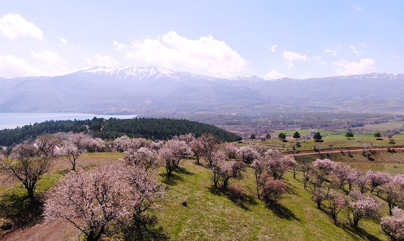 Hazar Gölü kıyısında badem ağaçları