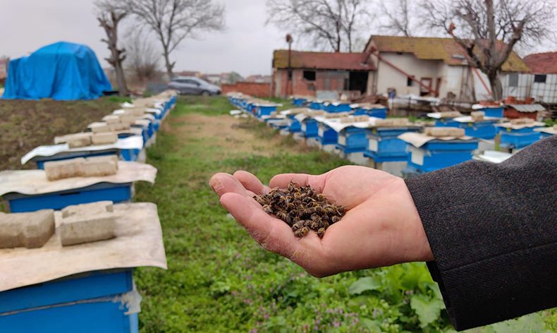 Bursa’da toplu arı ölümleri
