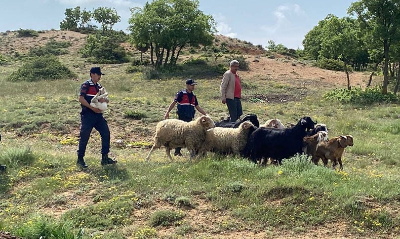 Kaybolan küçükbaş hayvanlar jandarma buldu