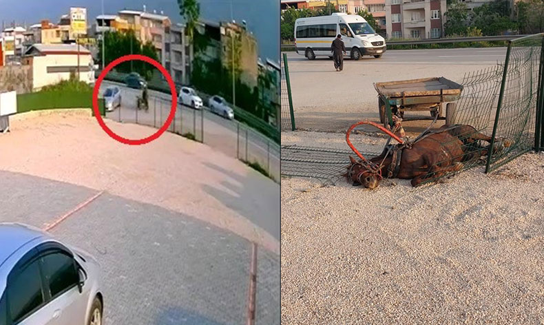 Bursa’da sahipsiz at, demir korumalara çarparak telef oldu
