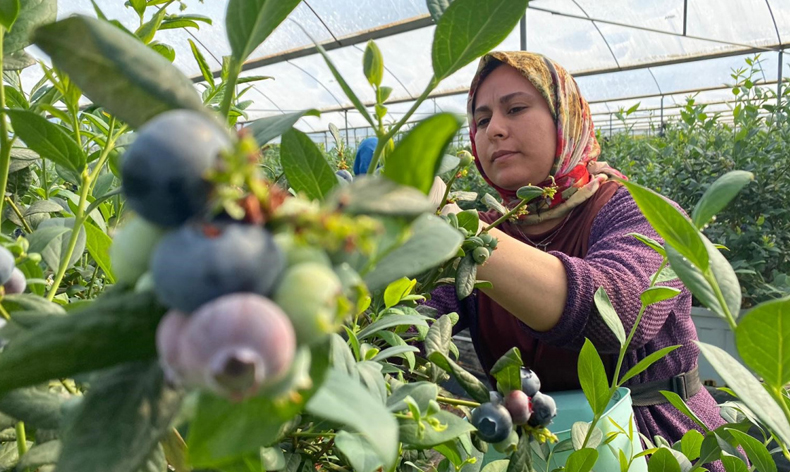Mavi yemiş hasadı başladı