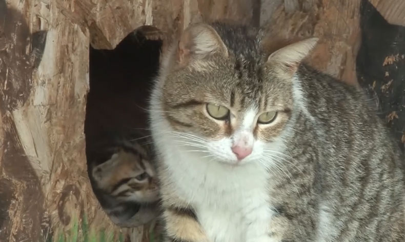 20 kediyi canice katletti