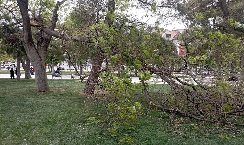 Rüzgarın kırdığı dalın altında kaldı, yaralandı