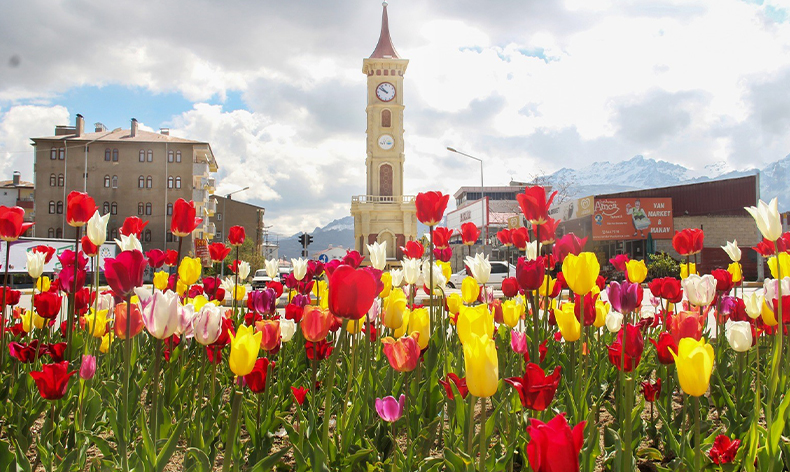 Laleler park ve bahçeleri renklendirdi