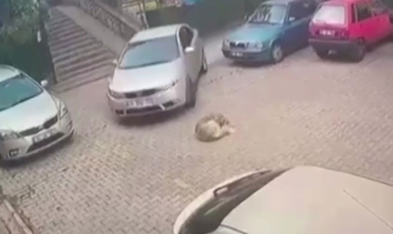 Yerde yatan köpeği otomobiliyle ezdi