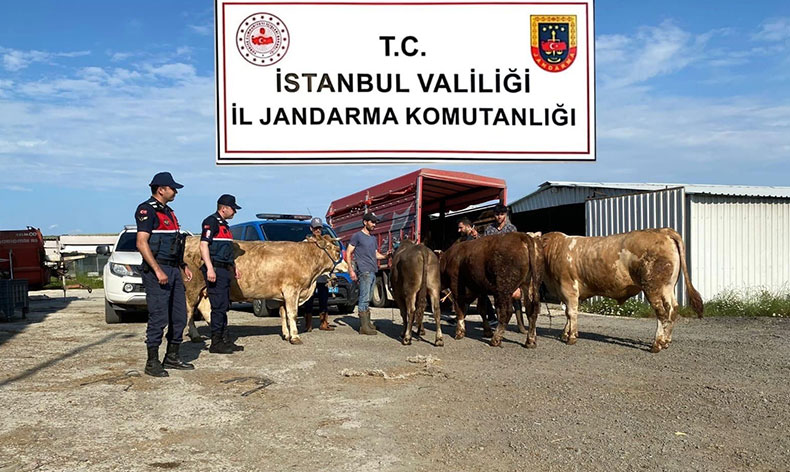 Çalınan kurbanlıklar jandarma ekipleri tarafından bulundu