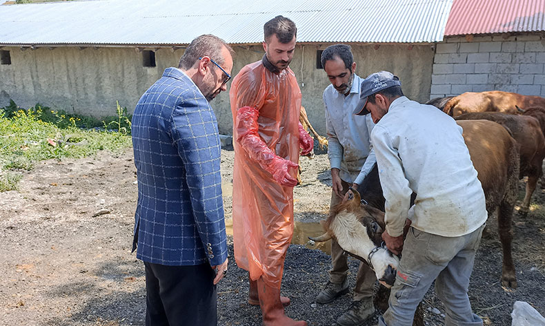 97 büyükbaş ihtiyaç sahiplerine ulaştırılacak