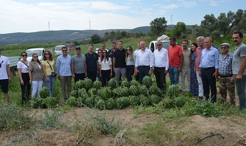 Didim’de erkenci karpuz hasadı yapıldı