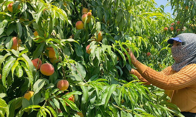 Hatay’da şeftali hasadı başladı