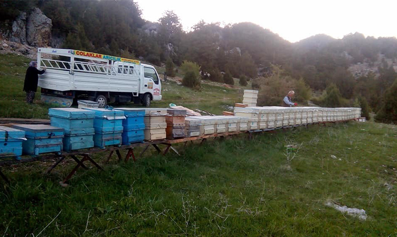 Hava şartları arıları olumsuz etkiledi
