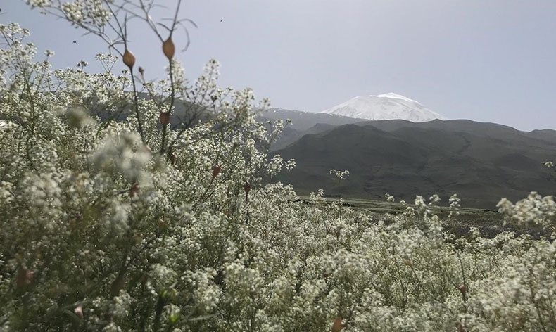 Ağrı Dağı etekleri, mor ve beyaza büründü