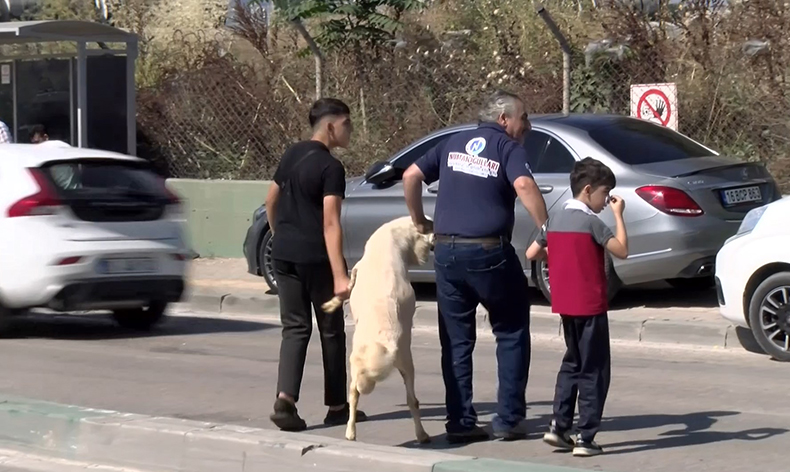 Kurbanlığı ayaklarından tutup çocuk gibi yürüttüler