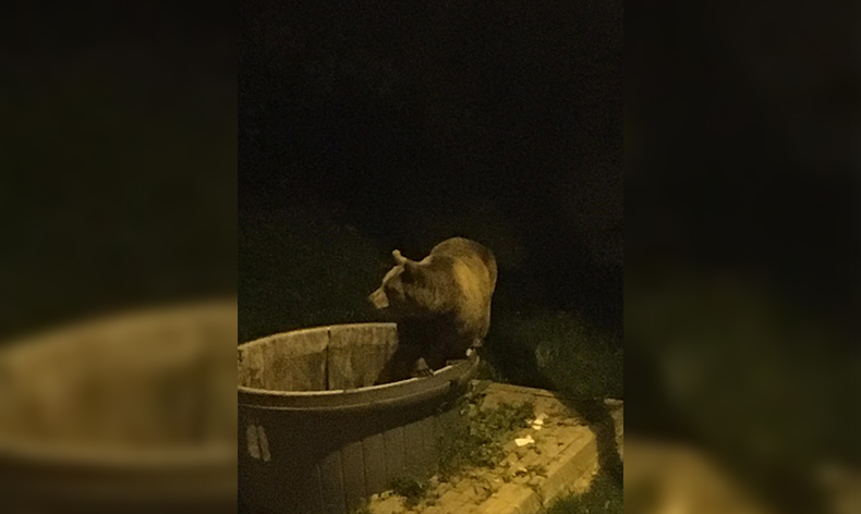 Kış uykusundan uyandılar, şehir merkezine indiler