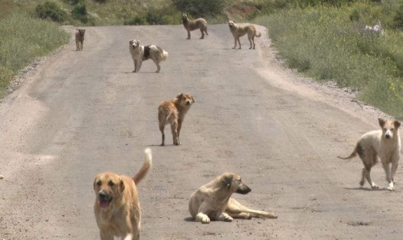 Köpekler açlıktan birbirlerini yemeye başladı