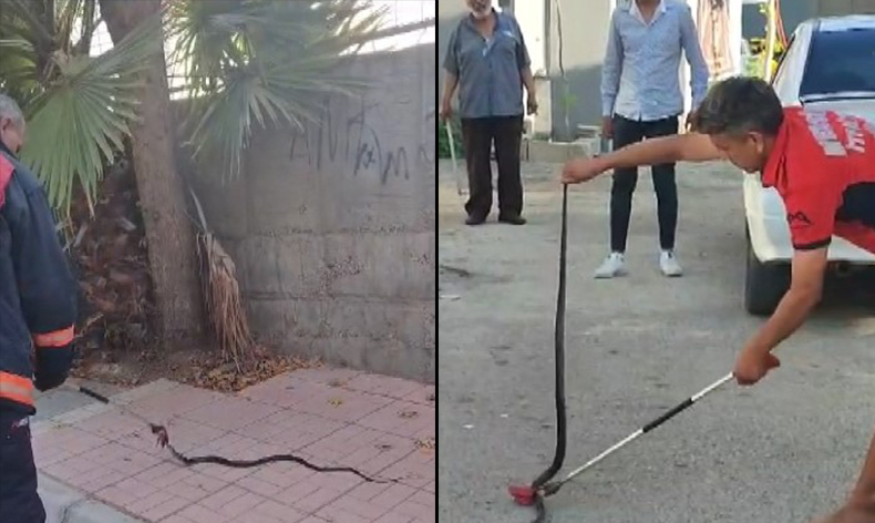 Havalar ısındı yılanlar ortaya çıktı
