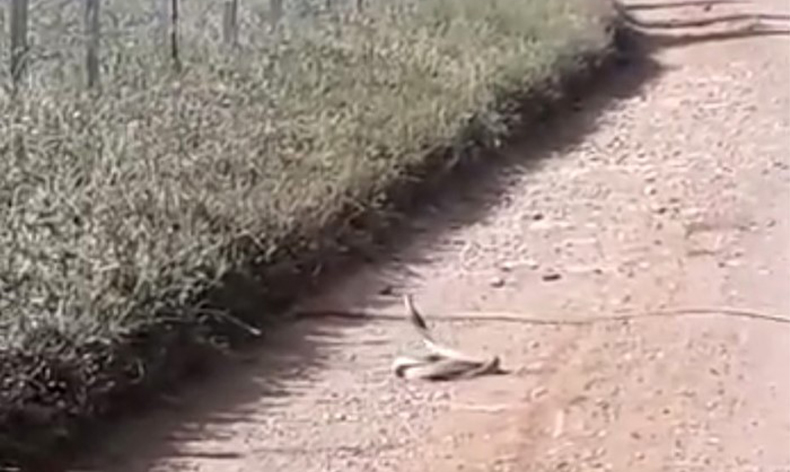 Yılanların ‘çiftleşme dansı’ kameraya yansıdı
