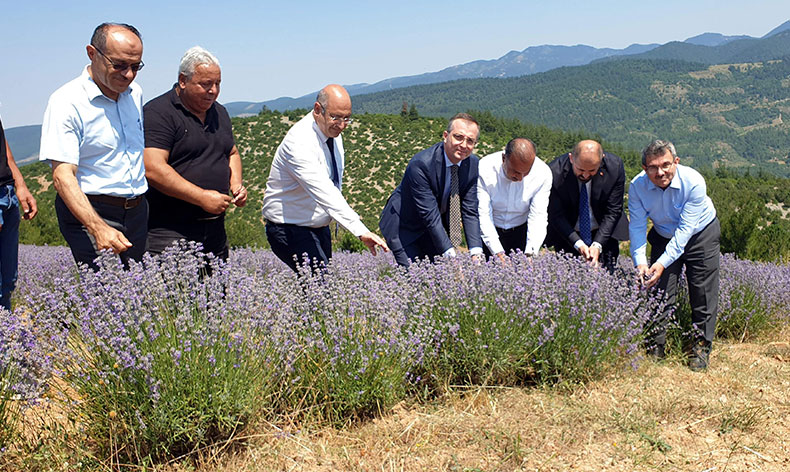 Bursa’da lavanta hasadı başladı