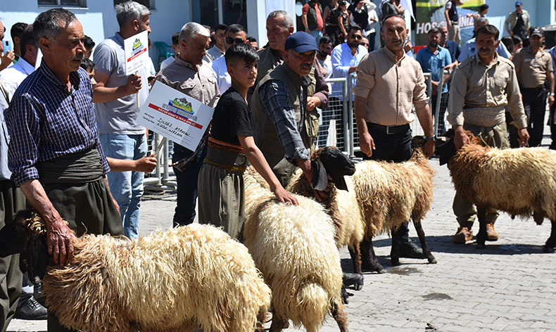 Hayvan Kırkma Festivali
