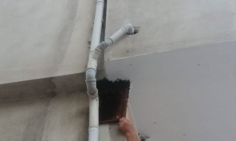Binlerce arı firar etti